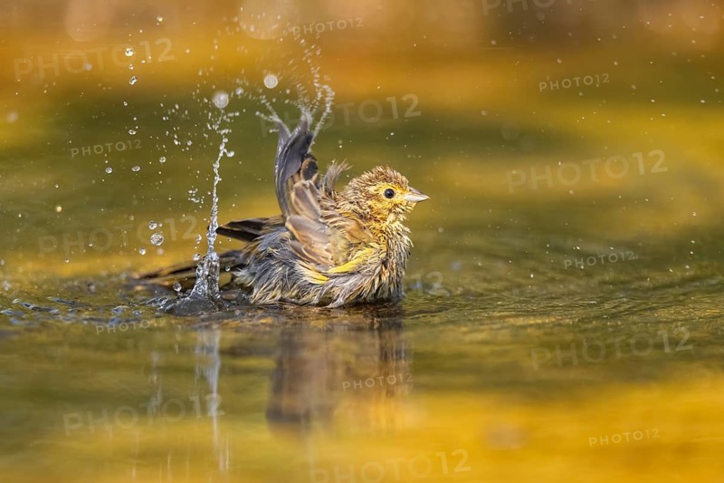 Yellowhammer (Emberiza citrinella) bathing in a water pool, Pinos, Solsona, Catalonia, Spain