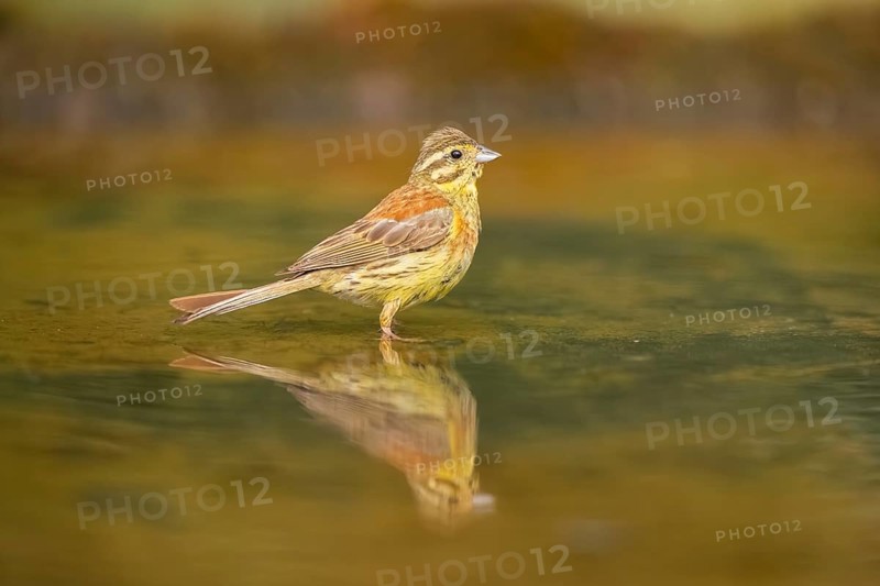 Yellowhammer (Emberiza citrinella) at a water pool, Pinos, Solsona, Catalonia, Spain