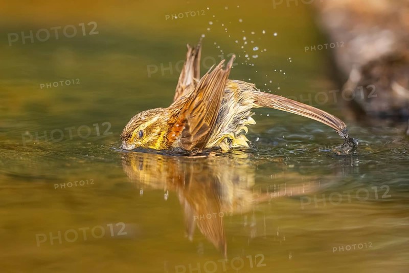 Yellowhammer (Emberiza citrinella) bathing in a water pool, Pinos, Solsona, Catalonia, Spain
