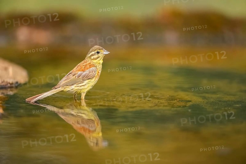 Yellowhammer (Emberiza citrinella) at a water pool, Pinos, Solsona, Catalonia, Spain
