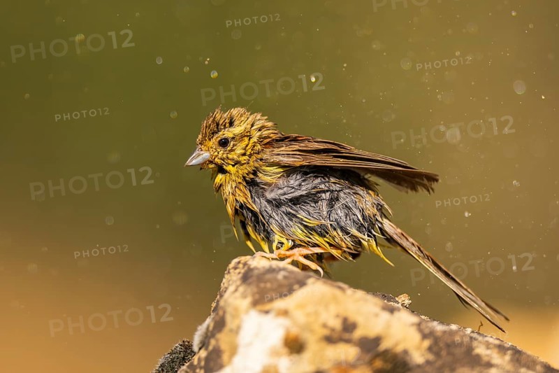 Yellowhammer (Emberiza citrinella) sitting on a rock at a water pool, Pinos, Solsona, Catalonia, Spain