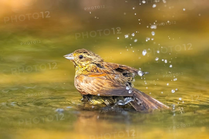 Yellowhammer (Emberiza citrinella) bathing in a water pool, Pinos, Solsona, Catalonia, Spain