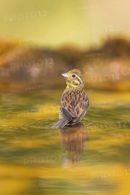 Yellowhammer (Emberiza citrinella) at a water pool, Pinos, Solsona, Catalonia, Spain