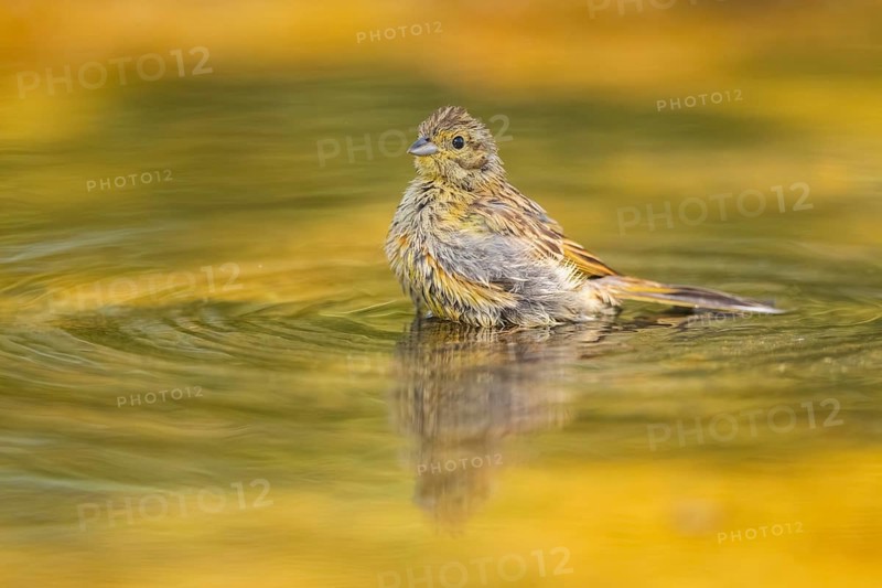 Yellowhammer (Emberiza citrinella) at a water pool, Pinos, Solsona, Catalonia, Spain