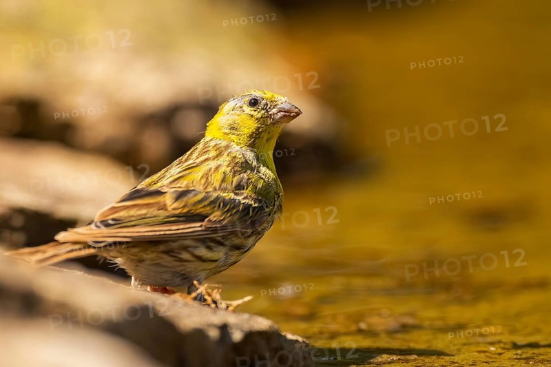 European serin (Serinus serinus) female at a water pool, Pinos, Solsona, Catalonia, Spain