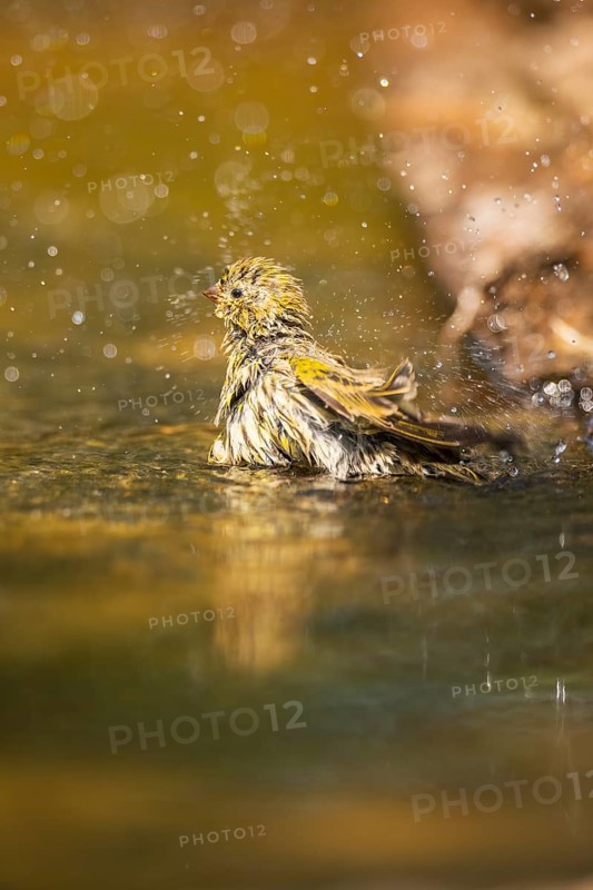 European serin (Serinus serinus) female bathing in a water pool, Pinos, Solsona, Catalonia, Spain