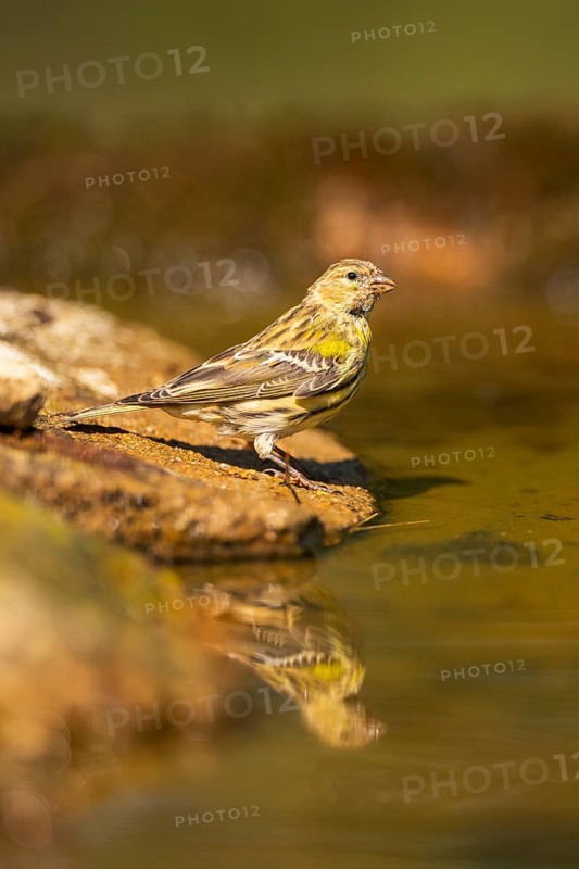 European serin (Serinus serinus) female at a water pool, Pinos, Solsona, Catalonia, Spain