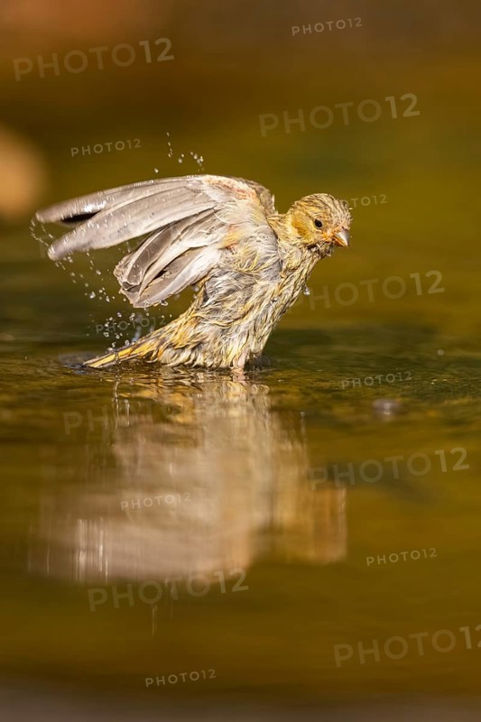 European serin (Serinus serinus) female bathing in a water pool, Pinos, Solsona, Catalonia, Spain