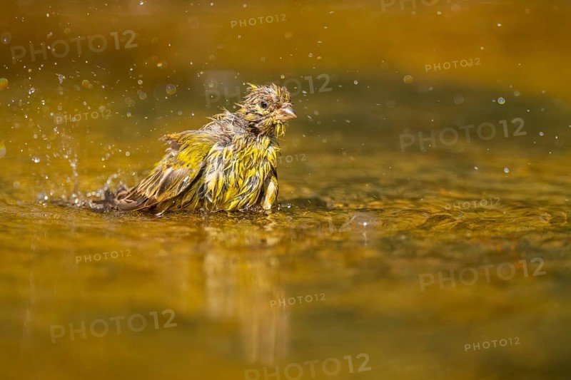 European serin (Serinus serinus) female bathing in a water pool, Pinos, Solsona, Catalonia, Spain