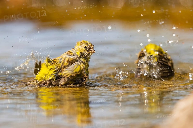European serin (Serinus serinus) female bathing in a water pool, Pinos, Solsona, Catalonia, Spain