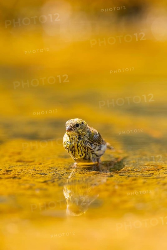 European serin (Serinus serinus) female bathing in a water pool, Pinos, Solsona, Catalonia, Spain