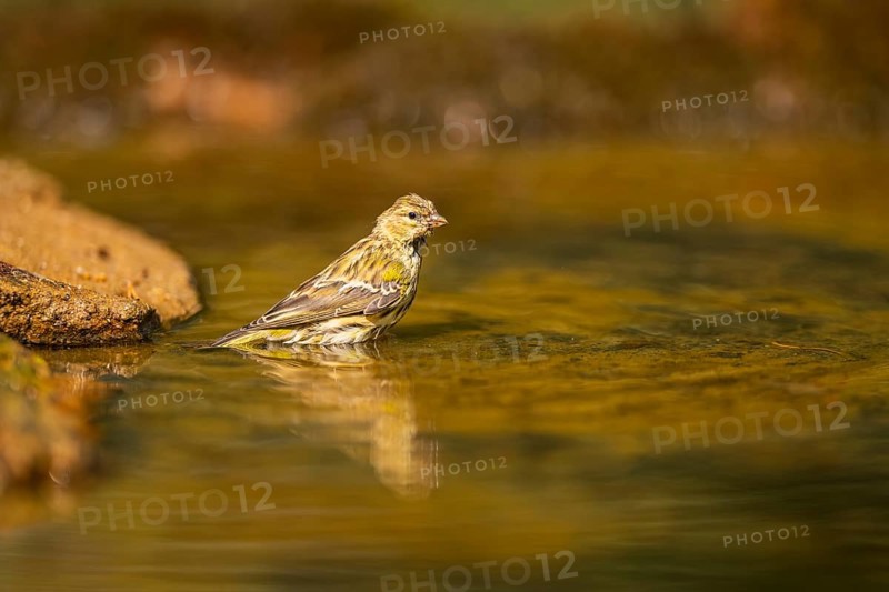European serin (Serinus serinus) female bathing in a water pool, Pinos, Solsona, Catalonia, Spain