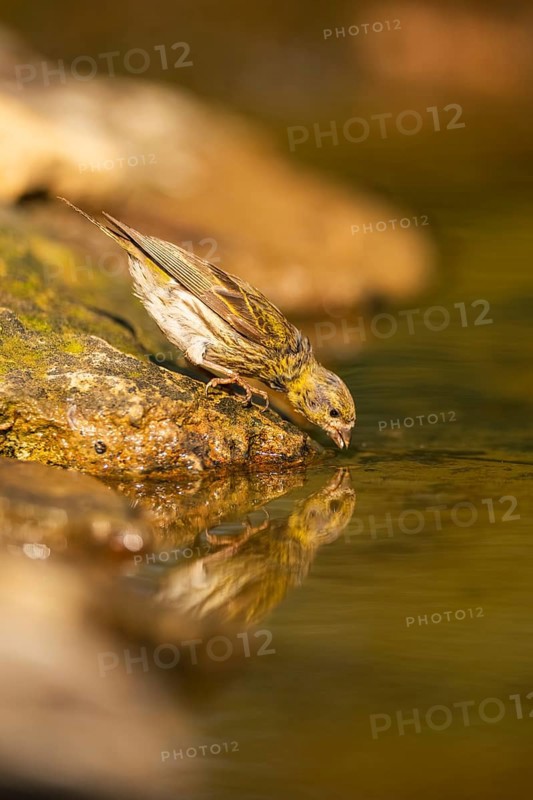 European serin (Serinus serinus) female at a water pool, Pinos, Solsona, Catalonia, Spain