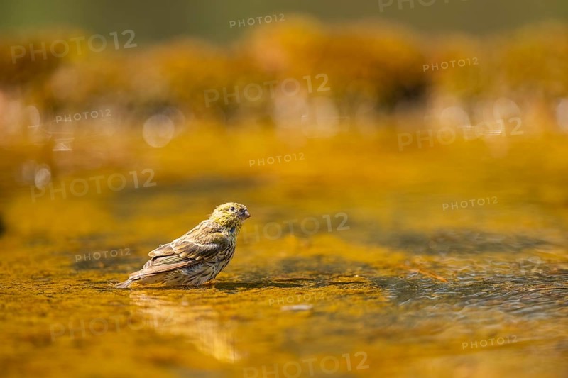 European serin (Serinus serinus) female bathing in a water pool, Pinos, Solsona, Catalonia, Spain