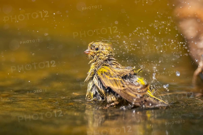 European serin (Serinus serinus) female bathing in a water pool, Pinos, Solsona, Catalonia, Spain