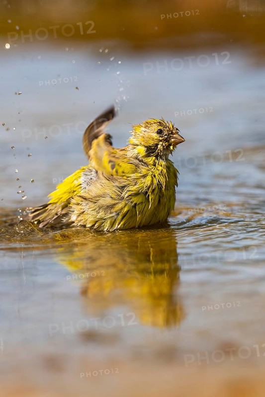 European serin (Serinus serinus) female bathing in a water pool, Pinos, Solsona, Catalonia, Spain