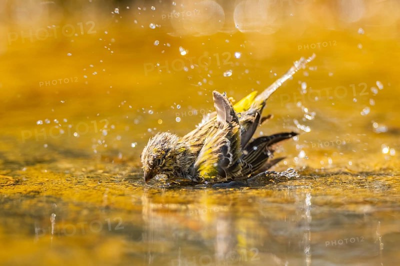 European serin (Serinus serinus) female bathing in a water pool, Pinos, Solsona, Catalonia, Spain