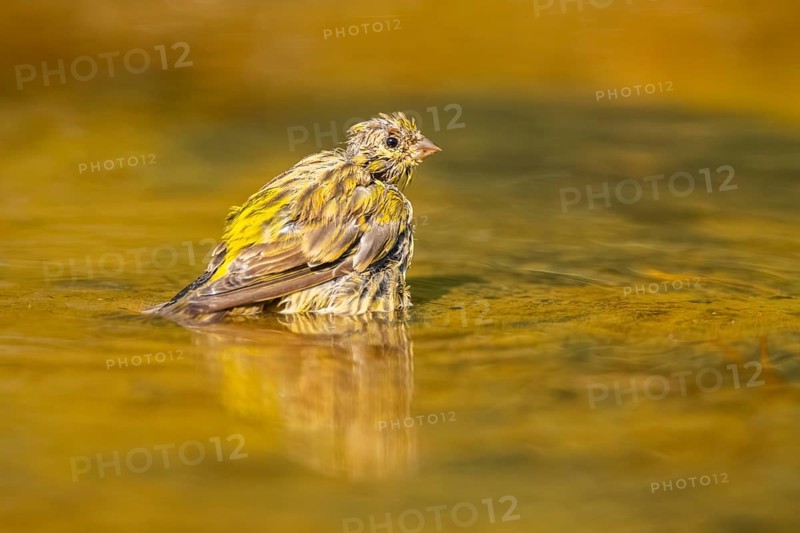 European serin (Serinus serinus) female bathing in a water pool, Pinos, Solsona, Catalonia, Spain