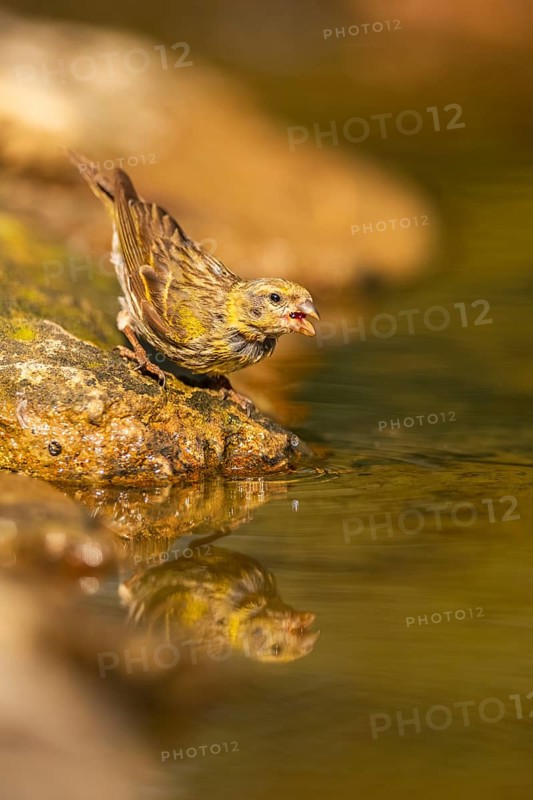 European serin (Serinus serinus) female at a water pool, Pinos, Solsona, Catalonia, Spain