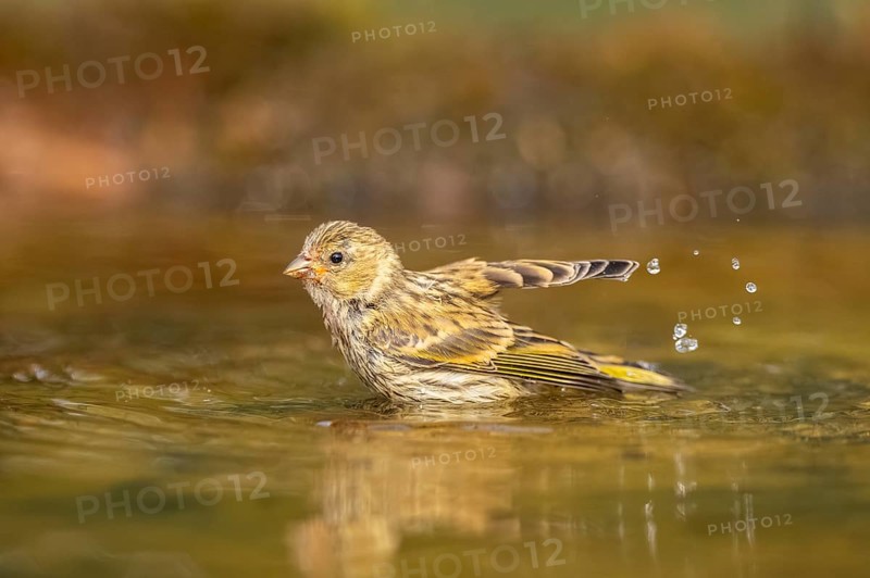 European serin (Serinus serinus) female bathing in a water pool, Pinos, Solsona, Catalonia, Spain