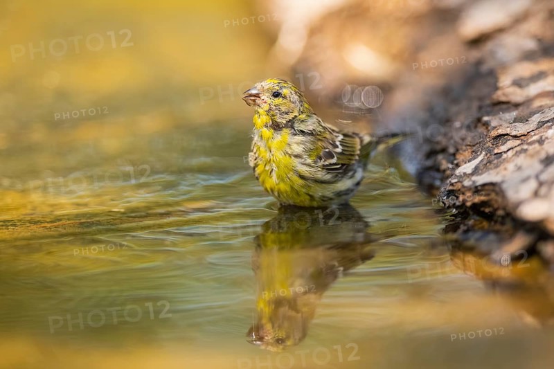 European serin (Serinus serinus) female bathing in a water pool, Pinos, Solsona, Catalonia, Spain