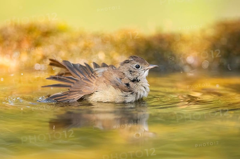 Common redstart (Phoenicurus phoenicurus) female bathing at a water pool, Pinos, Solsona, Catalonia, Spain