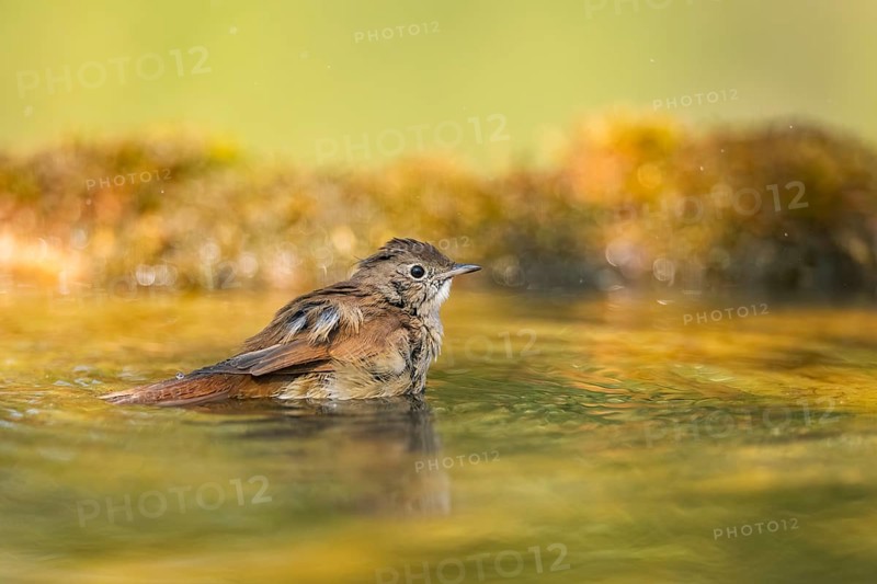 Common redstart (Phoenicurus phoenicurus) female bathing at a water pool, Pinos, Solsona, Catalonia, Spain
