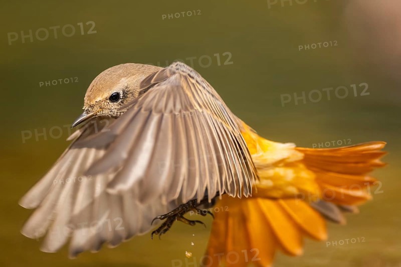 Common redstart (Phoenicurus phoenicurus) male in flight, Pinos, Solsona, Catalonia, Spain