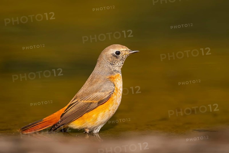 Common redstart (Phoenicurus phoenicurus) male bathing at a water pool, Pinos, Solsona, Catalonia, Spain