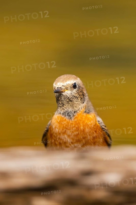 Common redstart (Phoenicurus phoenicurus) male at a water pool, Pinos, Solsona, Catalonia, Spain