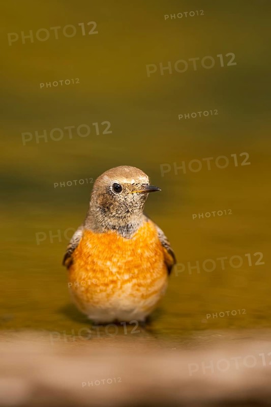 Common redstart (Phoenicurus phoenicurus) male bathing at a water pool, Pinos, Solsona, Catalonia, Spain