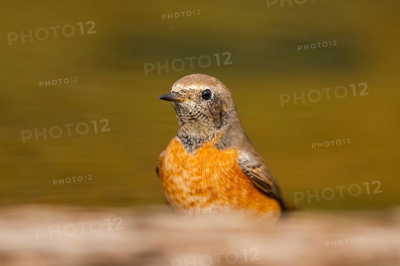 Common redstart (Phoenicurus phoenicurus) male at a water pool, Pinos, Solsona, Catalonia, Spain