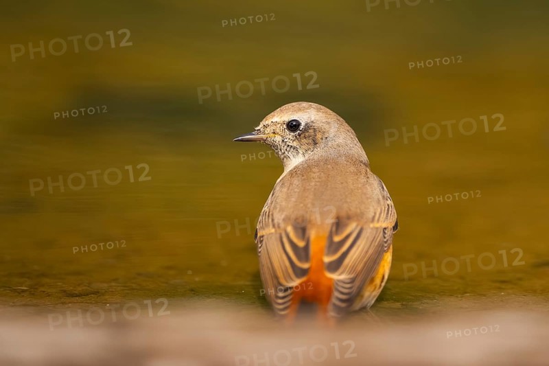 Common redstart (Phoenicurus phoenicurus) male at a water pool, Pinos, Solsona, Catalonia, Spain