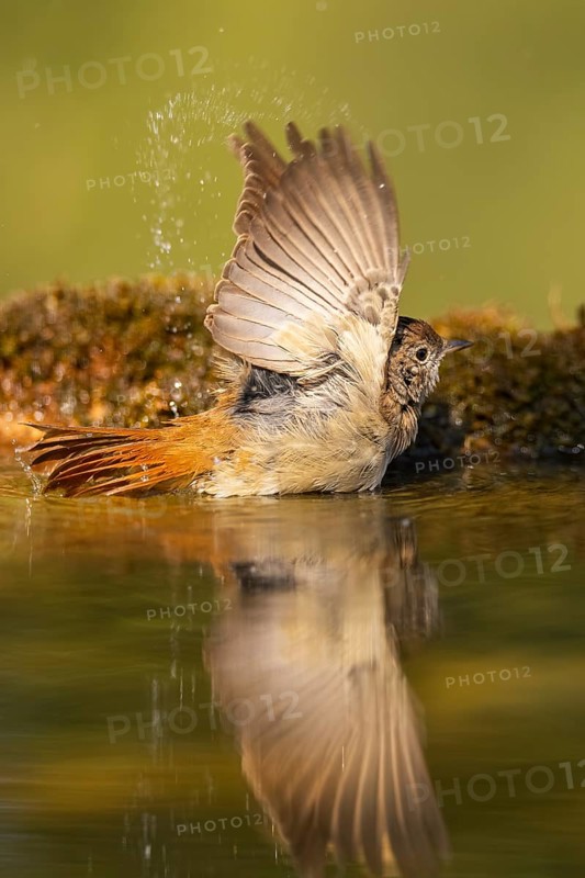 Common redstart (Phoenicurus phoenicurus) female bathing at a water pool, Pinos, Solsona, Catalonia, Spain