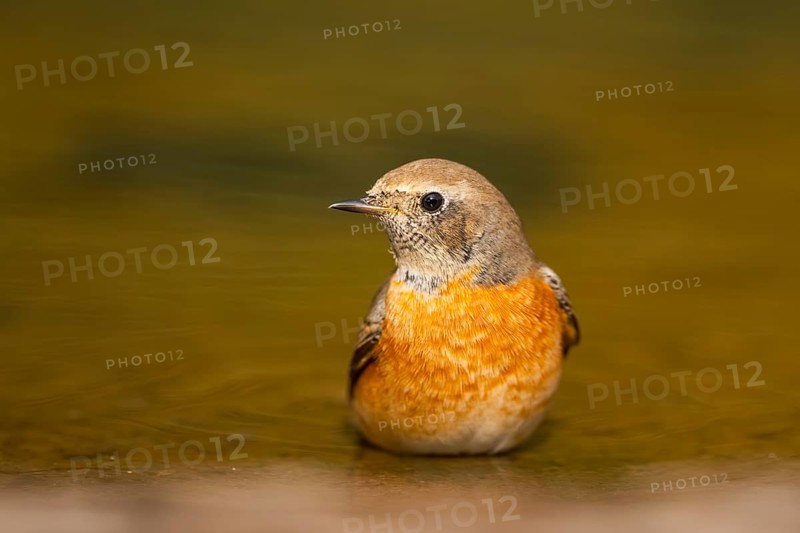 Common redstart (Phoenicurus phoenicurus) male bathing at a water pool, Pinos, Solsona, Catalonia, Spain