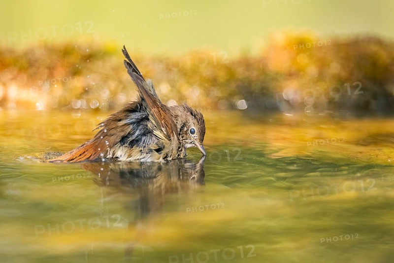 Common redstart (Phoenicurus phoenicurus) female bathing at a water pool, Pinos, Solsona, Catalonia, Spain