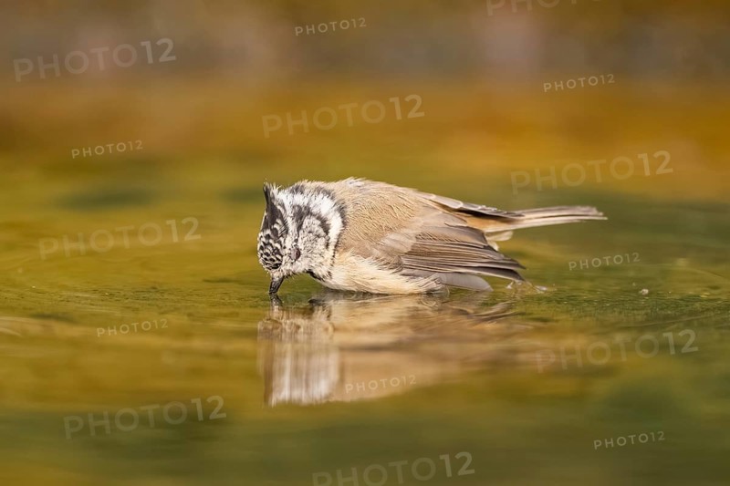 Crested tit (Parus cristatus) taking a bath in a water pool, Pinos, Solsona, Catalonia, Spain