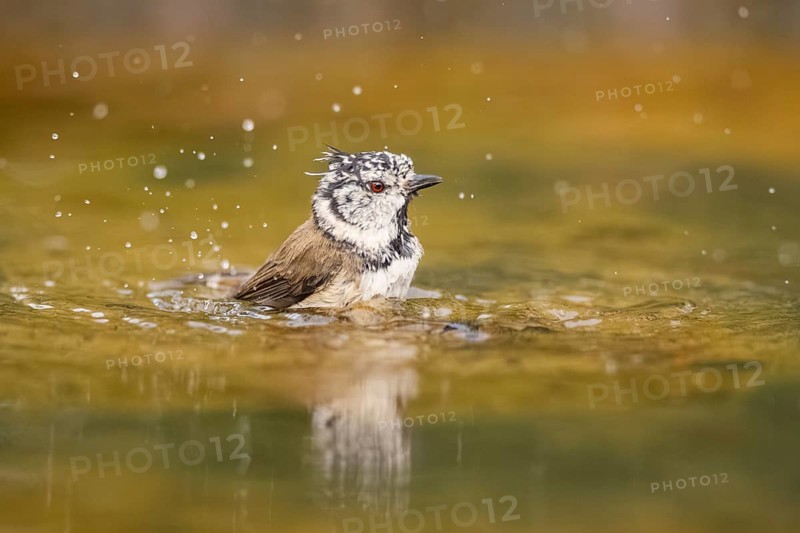 Crested tit (Parus cristatus) taking a bath in a water pool, Pinos, Solsona, Catalonia, Spain