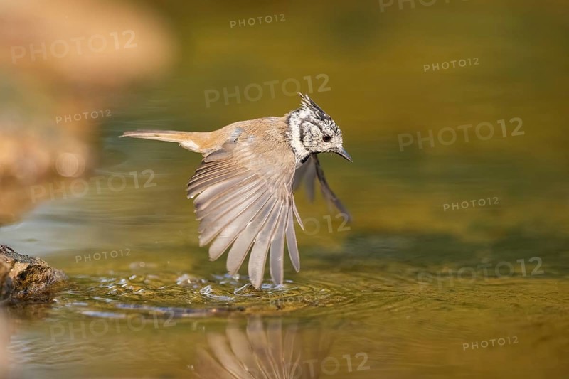 Crested tit (Parus cristatus) taking a bath in a water pool in flight, Pinos, Solsona, Catalonia, Spain