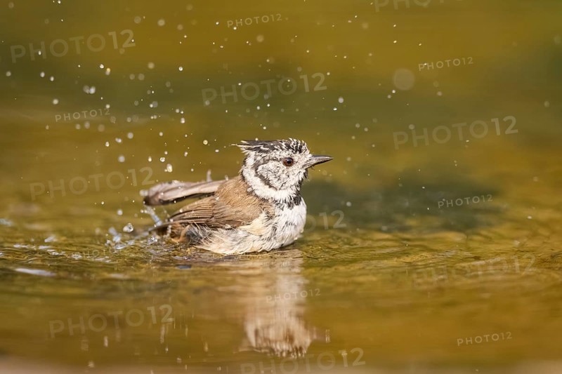 Crested tit (Parus cristatus) taking a bath in a water pool, Pinos, Solsona, Catalonia, Spain