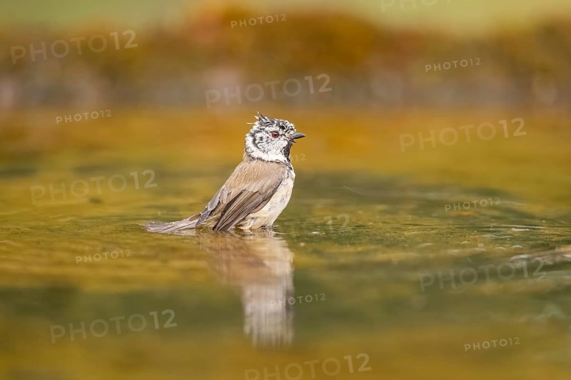 Crested tit (Parus cristatus) taking a bath in a water pool, Pinos, Solsona, Catalonia, Spain