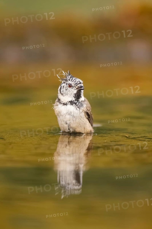 Crested tit (Parus cristatus) taking a bath in a water pool, Pinos, Solsona, Catalonia, Spain