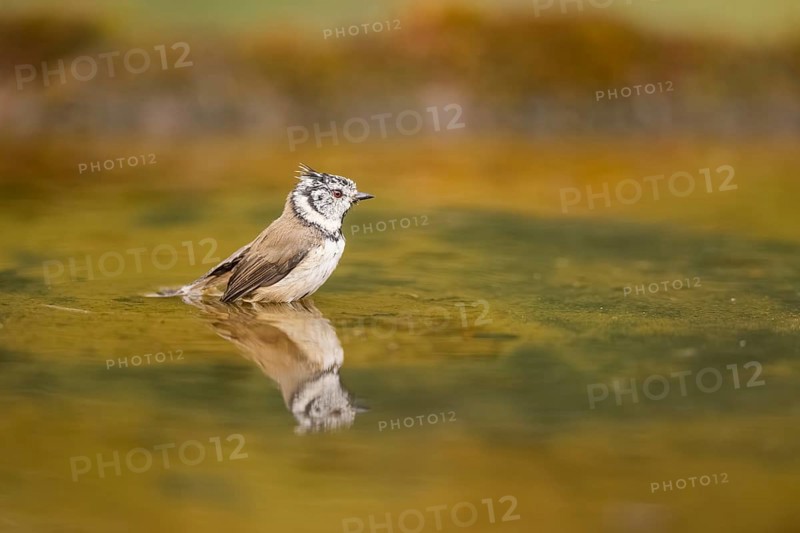 Crested tit (Parus cristatus) taking a bath in a water pool, Pinos, Solsona, Catalonia, Spain