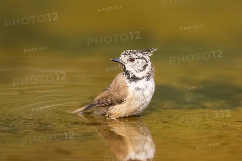 Crested tit (Parus cristatus) taking a bath in a water pool, Pinos, Solsona, Catalonia, Spain