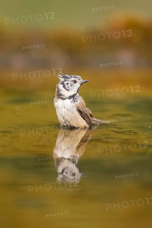 Crested tit (Parus cristatus) taking a bath in a water pool, Pinos, Solsona, Catalonia, Spain