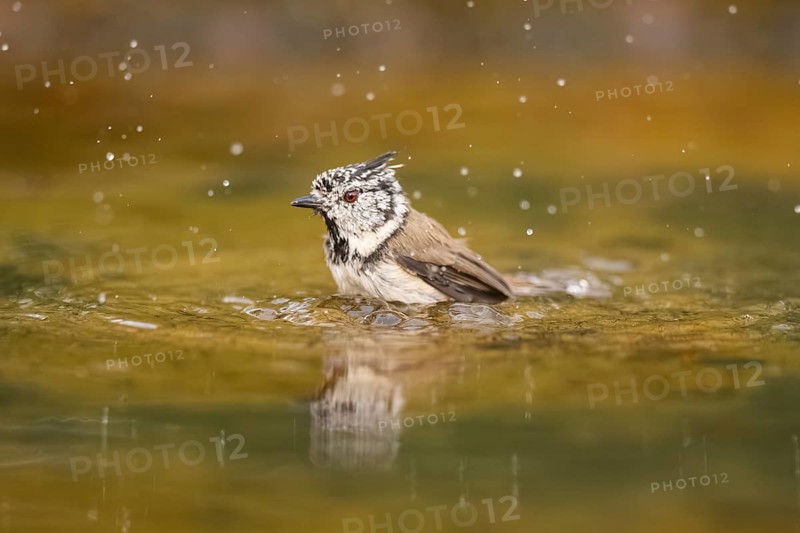 Crested tit (Parus cristatus) taking a bath in a water pool, Pinos, Solsona, Catalonia, Spain