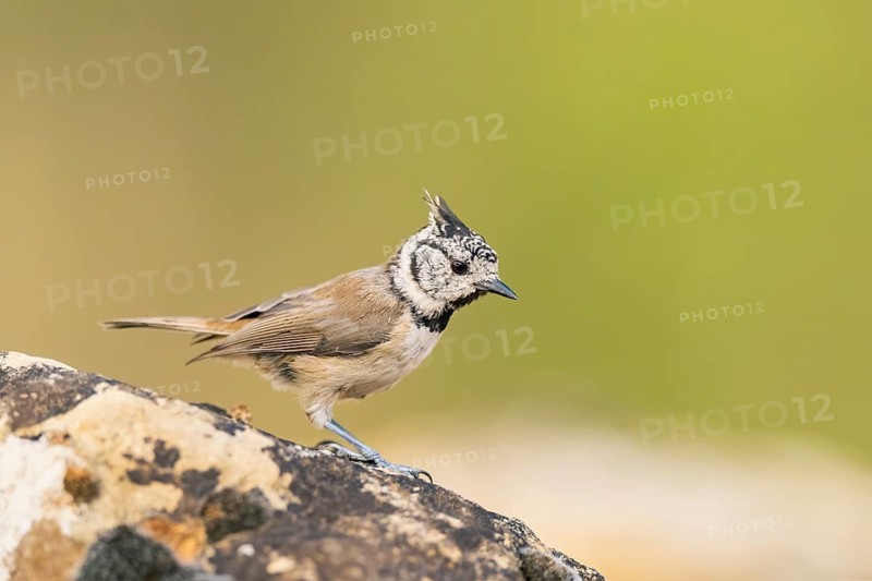 Crested tit (Parus cristatus) sitting on a rock, Pinos, Solsona, Catalonia, Spain