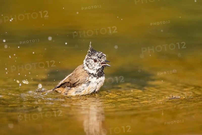 Crested tit (Parus cristatus) taking a bath in a water pool, Pinos, Solsona, Catalonia, Spain