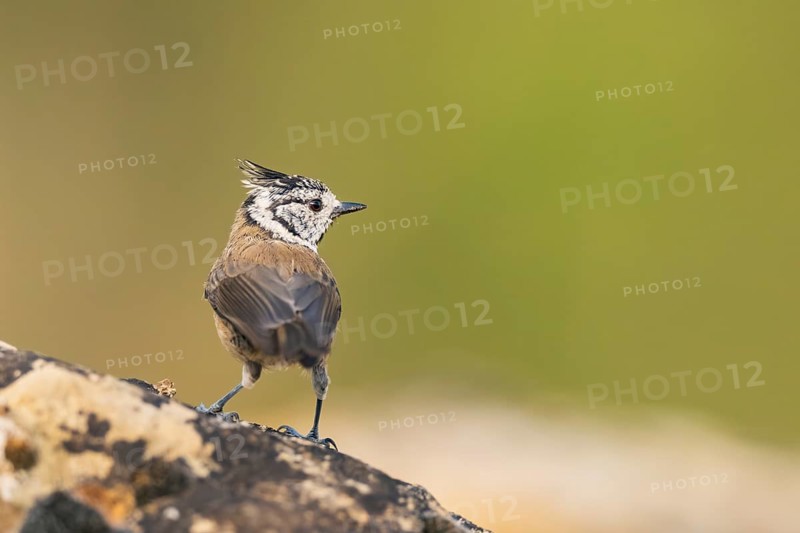 Crested tit (Parus cristatus) sitting on a rock, Pinos, Solsona, Catalonia, Spain