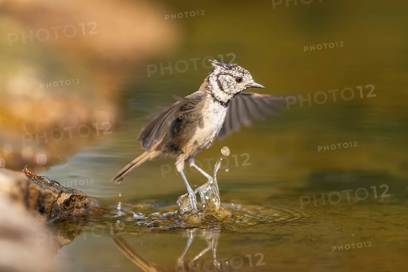 Crested tit (Parus cristatus) taking a bath in a water pool in flight, Pinos, Solsona, Catalonia, Spain